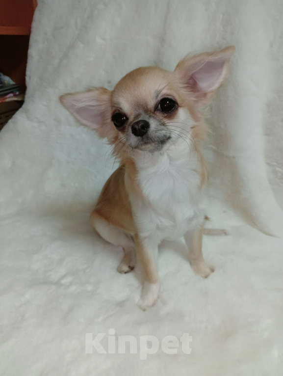 Собаки в Новосибирске: Щенок Чихуахуа Девочка, 115 000 руб. - фото 2