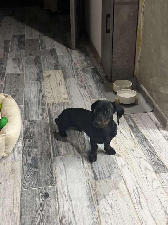 Собаки в Тюмени: Продам мини-таксу Девочка, 10 000 руб. - фото 4