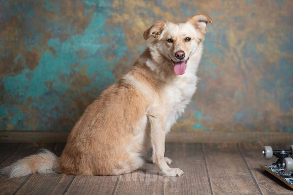 Собаки в Москве: Холли ищет дом Девочка, Бесплатно - фото 2