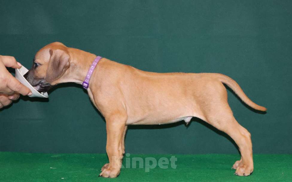 Собаки в Москве: Мальчик Родезийского Риджбека  Мальчик, 60 000 руб. - фото 2