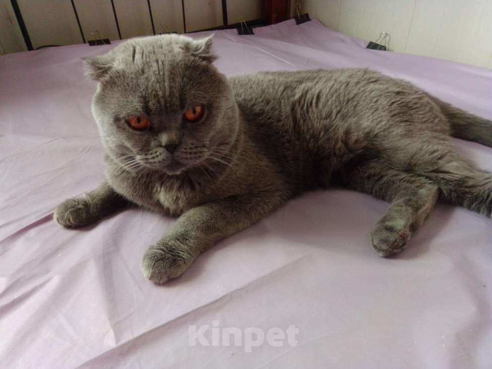 Кошки в Болхове: Кот британский, вислоухий - вязка, Бесплатно - фото 1