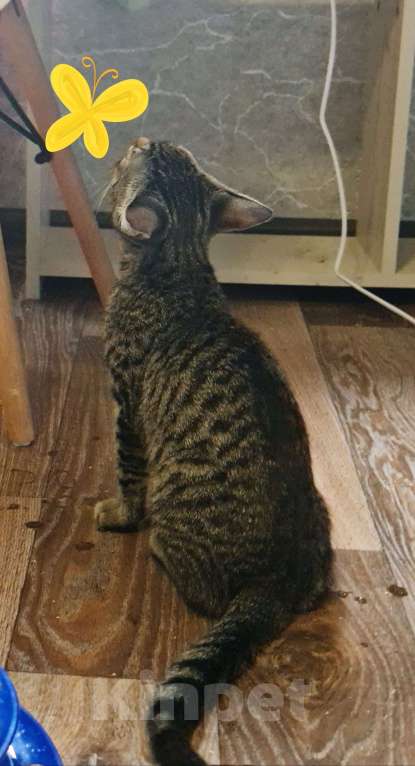 Кошки в Санкт-Петербурге: Котёнок в самые добрые руки . Девочка, Бесплатно - фото 2