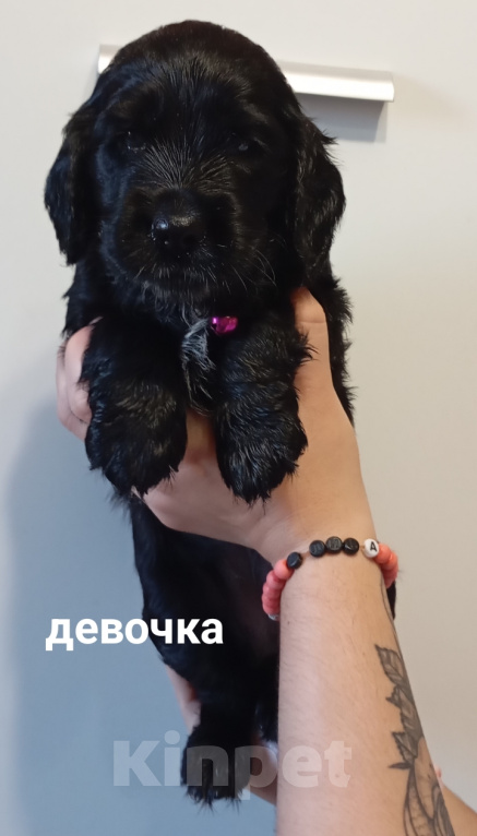 Собаки в Москве: Щенки Английского кокер спаниеля. Разнополые, 15 000 руб. - фото 4