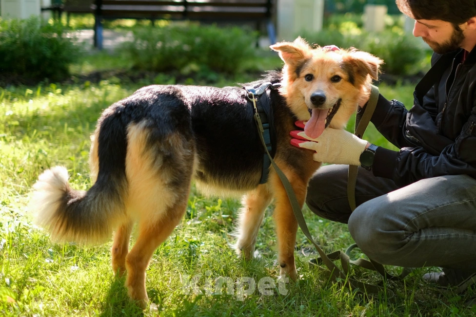 Собаки в Санкт-Петербурге: Собака из приюта: пушистая Келли Девочка, Бесплатно - фото 10
