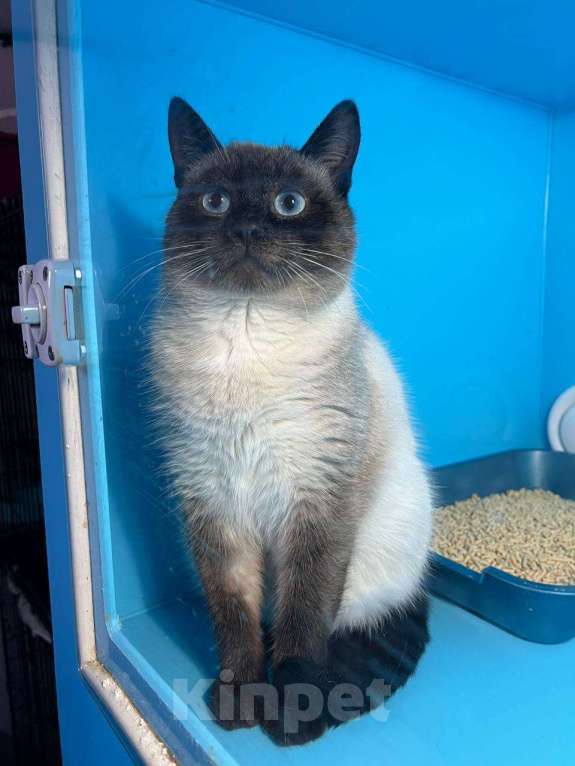 Кошки в Истре: Пряник ищет человека. Мальчик, Бесплатно - фото 1