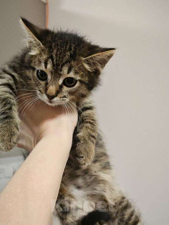 Кошки в Красногорске: Котенок Тигран 1,5 месяца в добрые руки  Мальчик, Бесплатно - фото 6