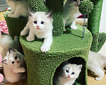 Кошки в Санкт-Петербурге: Ragdoll котята Мальчик, 50 000 руб. - фото 1