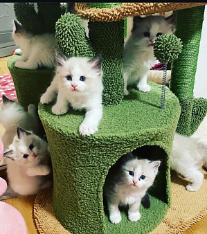Ragdoll котята