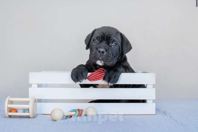 Собаки в Краснодаре: Продам щенков кане-корсо Мальчик, 100 000 руб. - фото 6