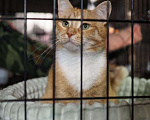 Кошки в Москве: Кошечка Люси в добрые руки  Девочка, Бесплатно - фото 4