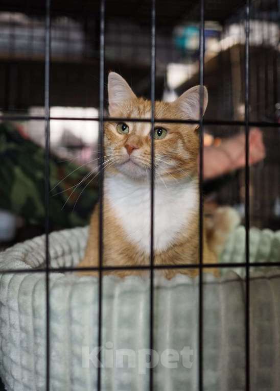 Кошки в Москве: Кошечка Люси в добрые руки  Девочка, Бесплатно - фото 4