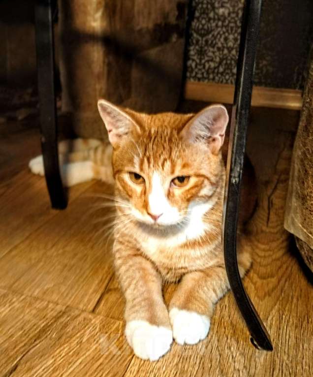 Кошки в Санкт-Петербурге: Котик Пряник в добрые руки Мальчик, Бесплатно - фото 10