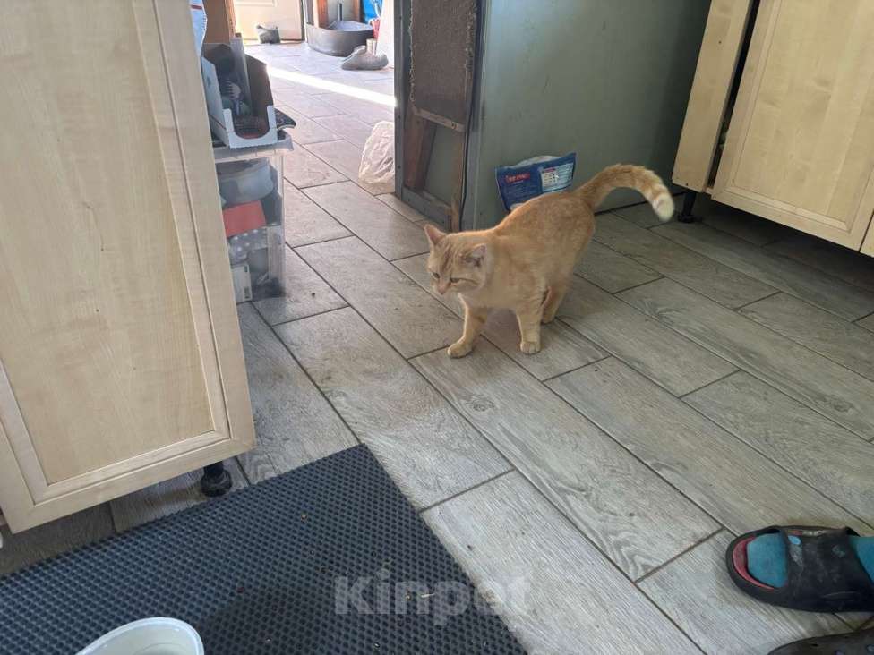 Кошки в Санкт-Петербурге: Карамельный котенок ищет дом Мальчик, Бесплатно - фото 10
