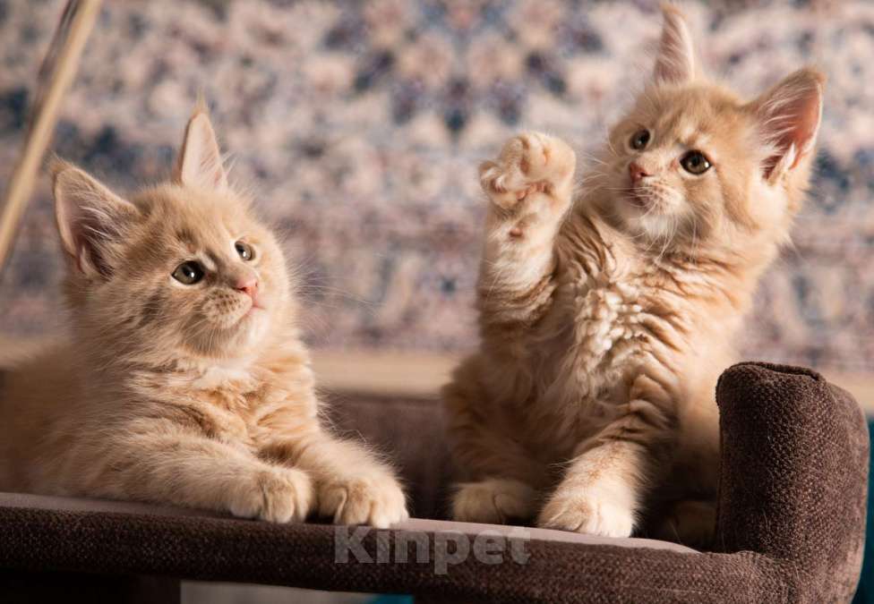 Кошки в Барнауле: Котята мейн-кун Мальчик, Бесплатно - фото 8
