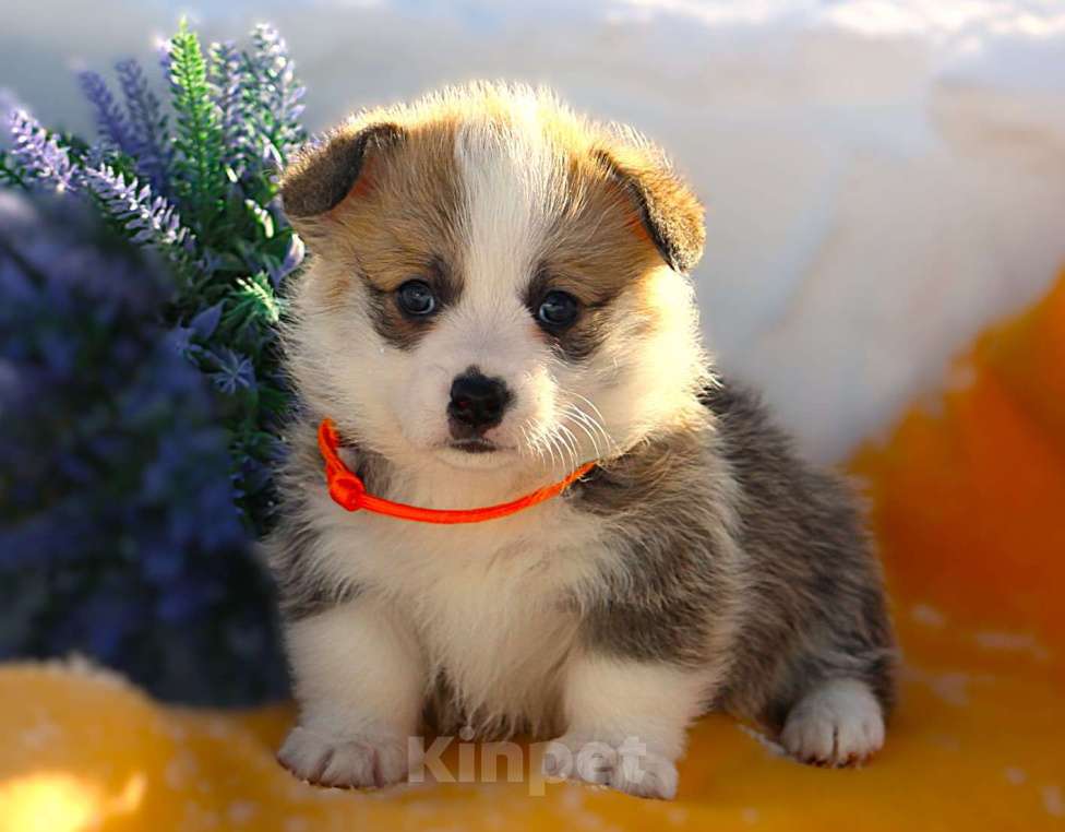 Собаки в других городах Московской области: Щенок сука вельш корги пемброк Девочка, 60 000 руб. - фото 1