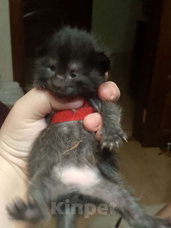 Кошки в Кирове: Красный цвет  Девочка, 2 500 руб. - фото 4