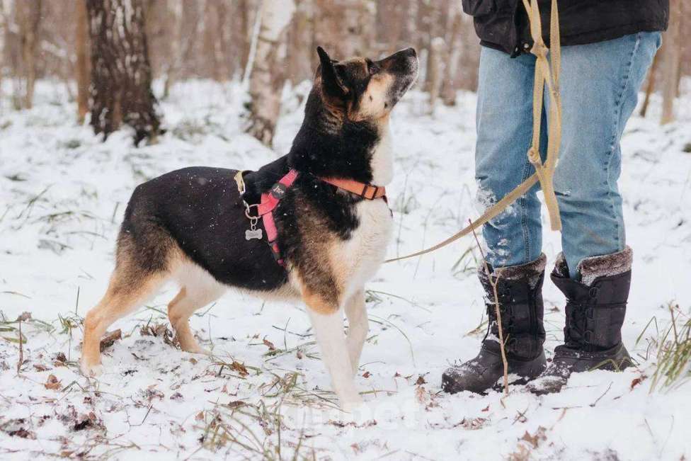Собаки в Москве: Сью ищет дом Девочка, Бесплатно - фото 3