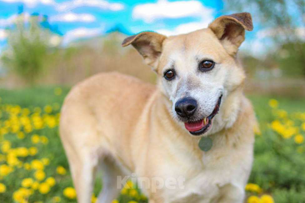 Собаки в Москве: Рыжая собачка Бренди в добрые руки Девочка, 1 руб. - фото 2