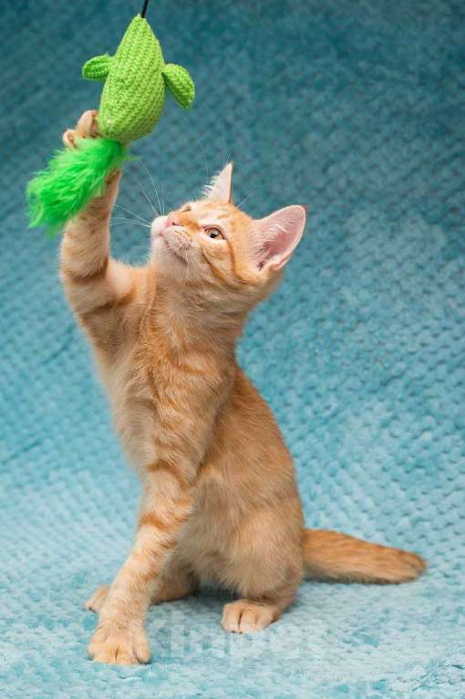 Кошки в Москве: Рыжий котенок Марчелло Мальчик, Бесплатно - фото 5