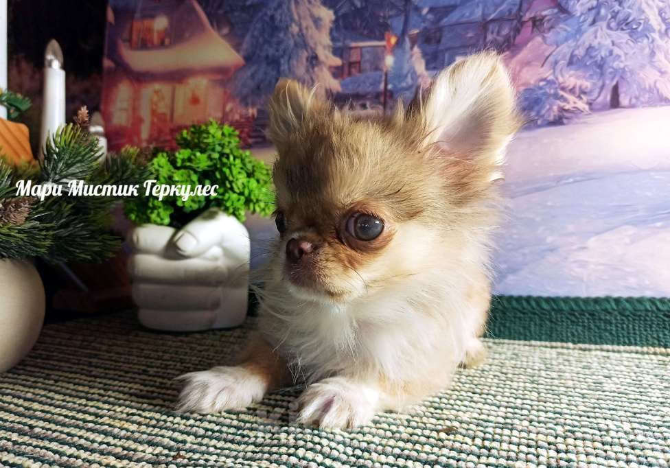Собаки в Санкт-Петербурге: Микро чихуахуа Геркулес Мальчик, 250 000 руб. - фото 2