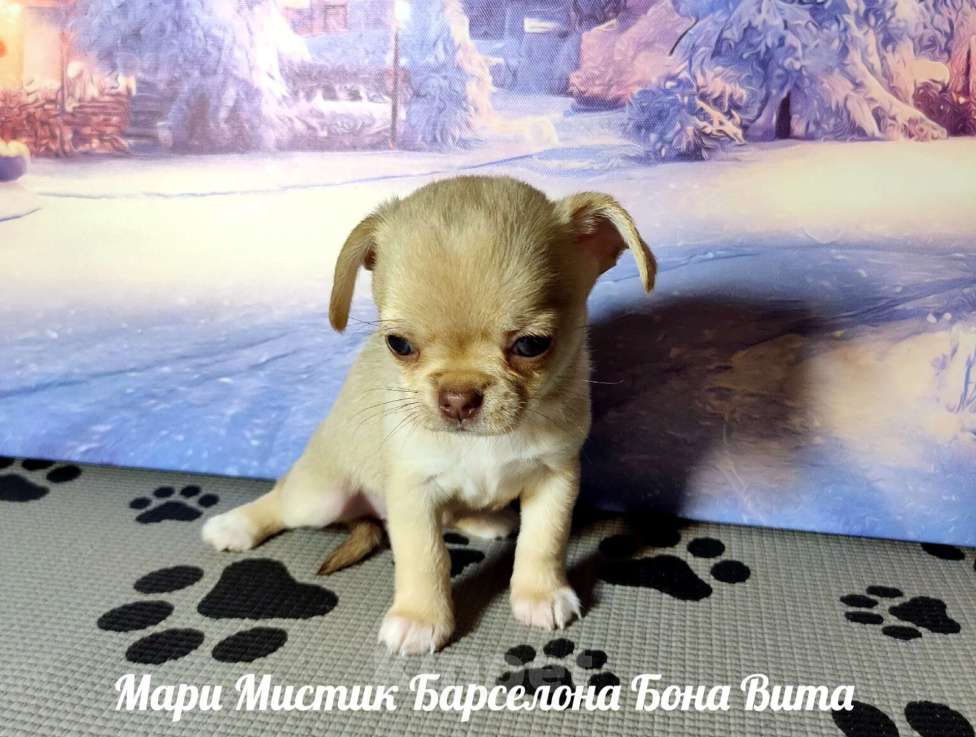 Собаки в Санкт-Петербурге: Мари Мистик Барселона Бона Вита палево соболиная Девочка, 150 000 руб. - фото 2