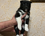 Собаки в Омске: Щенки западно сибирской лайки  Мальчик, 2 000 руб. - фото 6