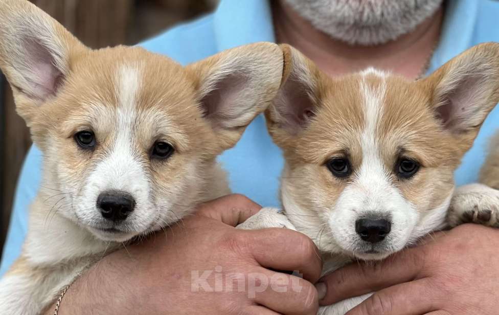 Собаки в Новосибирске: Щенки корги, доставка Мальчик, 60 000 руб. - фото 4