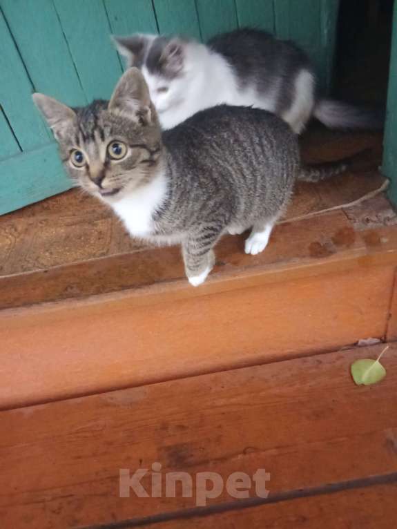 Кошки в Брянске: В добрые руки Девочка, Бесплатно - фото 1