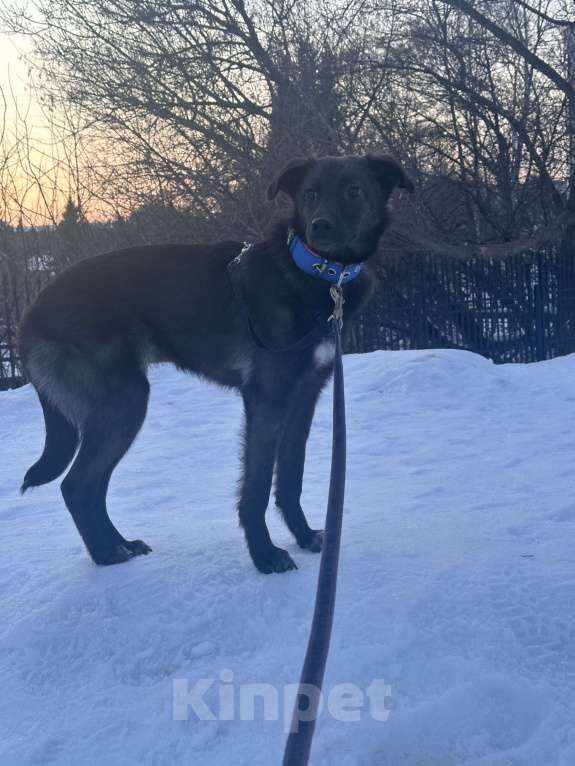 Собаки в Уфе: Щенок Мальчик, 200 руб. - фото 3