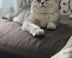Кошки в Владимире: Шотландский котенок Мальчик, 15 000 руб. - фото 4