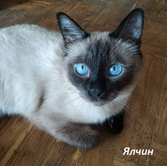 Чистопородные тайцы из питомника