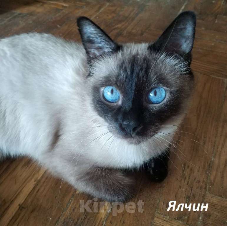 Кошки в Москве: Чистопородные тайцы из питомника Разнополые, Бесплатно - фото 1