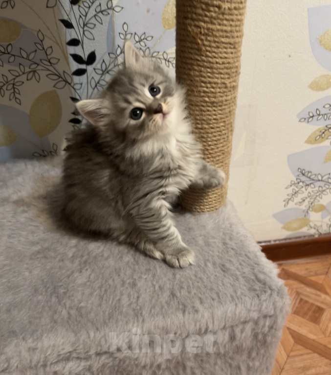 Кошки в Волгограде: Шотландская прямоухая кошечка Девочка, 3 000 руб. - фото 2