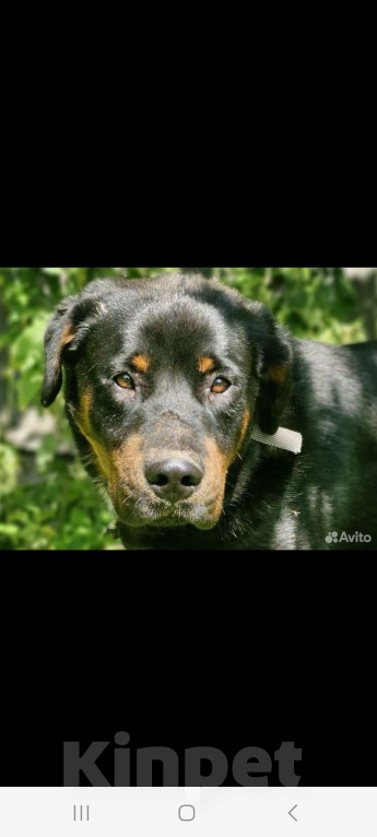 Собаки в других городах Московской области: Рагнар,добрый подросток Мальчик, Бесплатно - фото 1