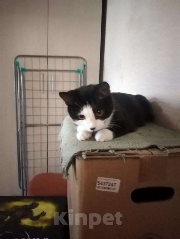 Кошки в Омске: Черно-белый котик 2 года Мальчик, Бесплатно - фото 2