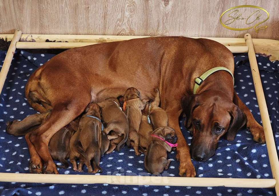 Собаки в других городах Московской области: Щенки риджбека из питомника РКФ Мальчик, Бесплатно - фото 3