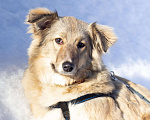 Собаки в Сергиеве Посаде: Юля в добрые руки  Девочка, Бесплатно - фото 2