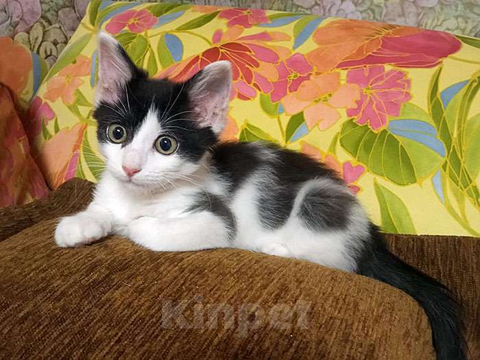 Кошки в Москве: Ласковая, игривая девочка-котенок Мэй в добрые руки Девочка, 10 руб. - фото 4