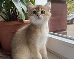 Кошки в Калуге: Британский котенок Мальчик, 45 000 руб. - фото 4