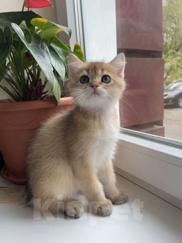 Кошки в Калуге: Британский котенок Мальчик, 45 000 руб. - фото 4