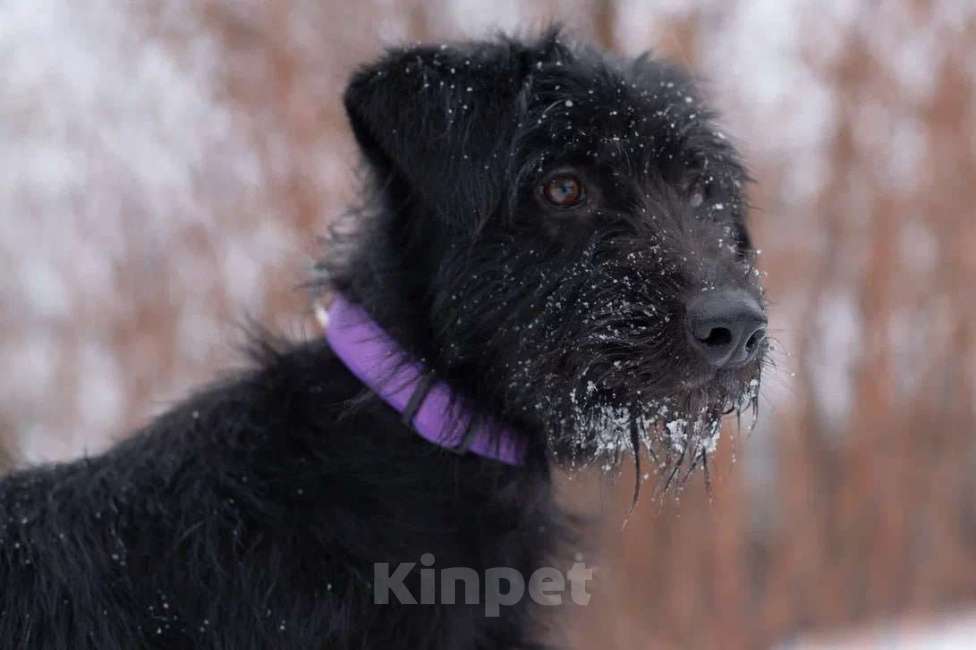 Собаки в Москве: Метис ягдтерьера, нежная девочка Марта в поисках дома, 3 года. Девочка, 1 руб. - фото 4