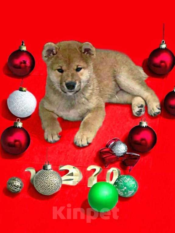 Собаки в Санкт-Петербурге: Продам парня и девочку сиба ину Девочка, 100 000 руб. - фото 9