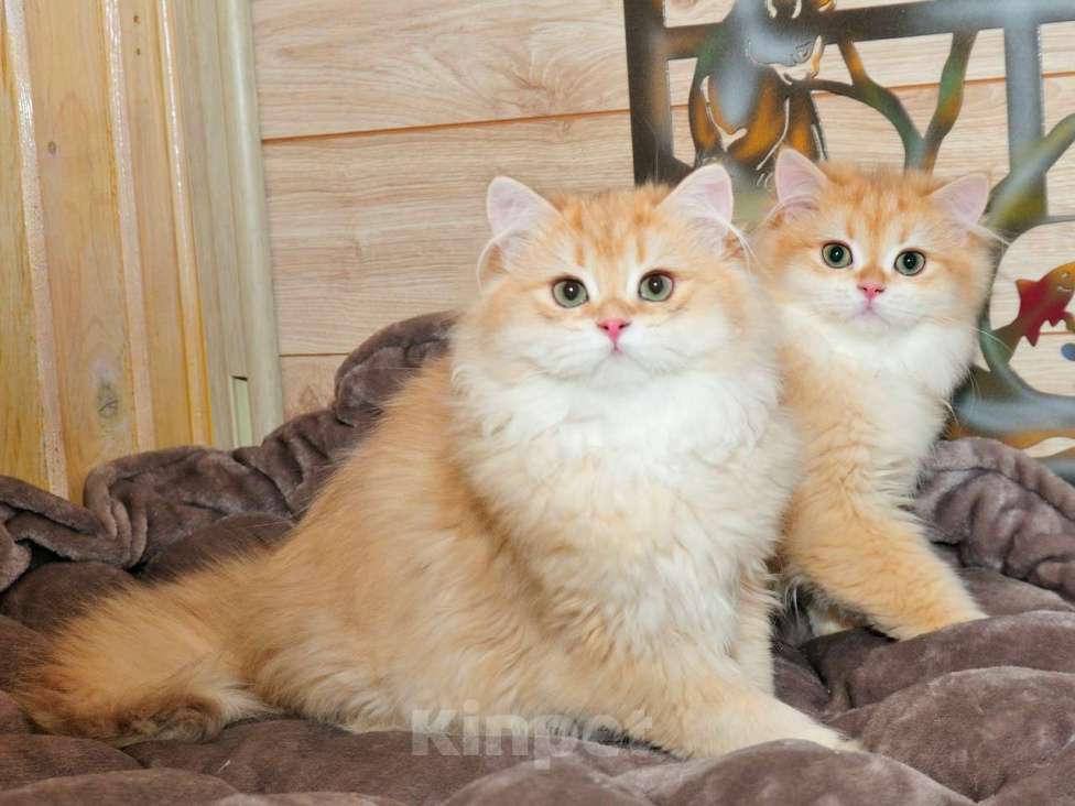 Кошки в Рыбинске: Британский длинношерстный 4 мес мальчик .золото Мальчик, 25 000 руб. - фото 2