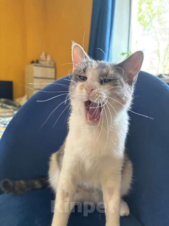 Кошки в Ростове-на-Дону: Кошечке - Трехцветочке срочно нужен дом Девочка, Бесплатно - фото 1