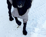 Собаки в Киселевске: Ищем девочку пудель вязка, 5 000 руб. - фото 1