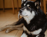 Собаки в Москве: Молодой маламут Алтай ищет дом Мальчик, Бесплатно - фото 2