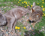 Кошки в других городах Красноярского края: Мура Девочка, Бесплатно - фото 1