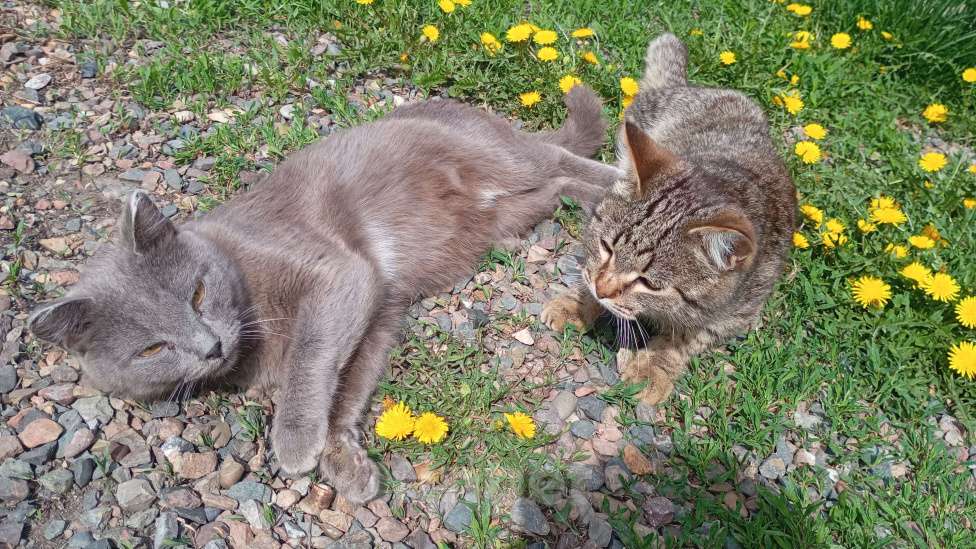 Кошки в других городах Красноярского края: Мура Девочка, Бесплатно - фото 1