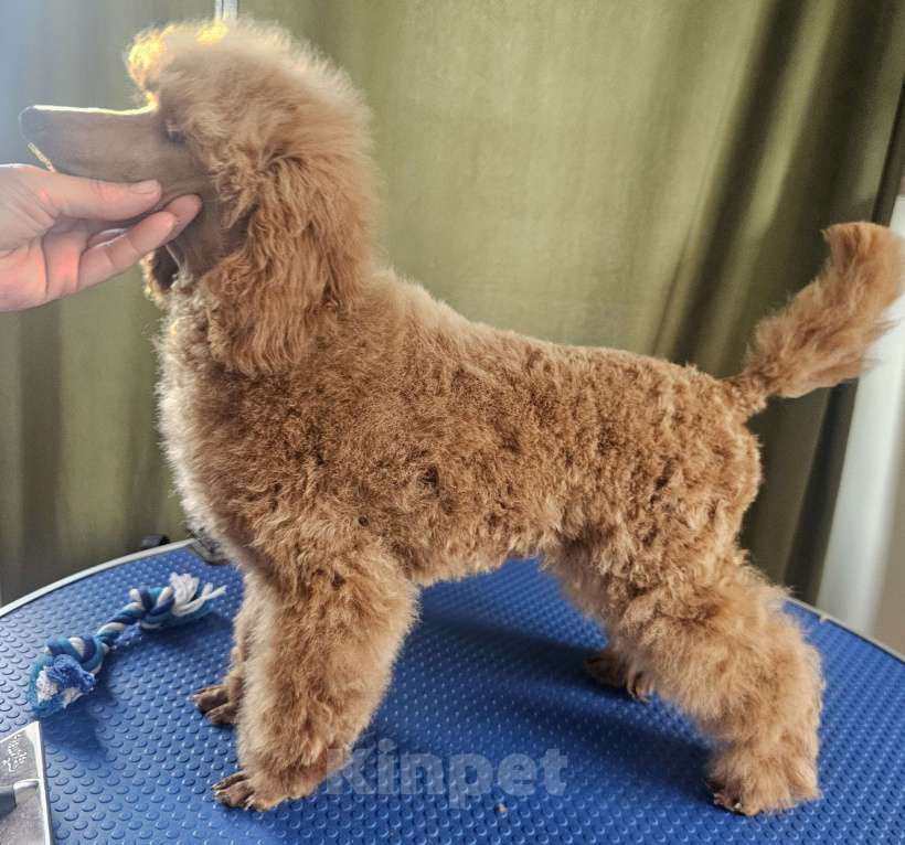 Собаки в Москве: Миниатюрный пудель девочка,  ркф Девочка, 120 000 руб. - фото 2