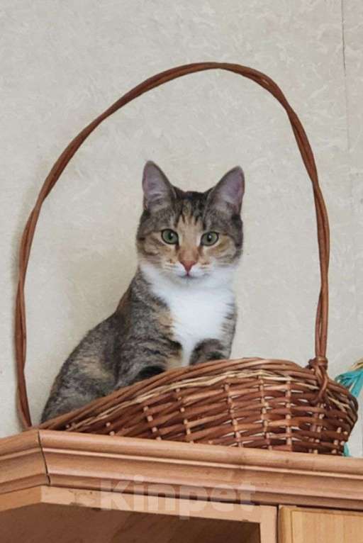 Кошки в Москве: Прелестная Флора в добрые руки Девочка, Бесплатно - фото 1